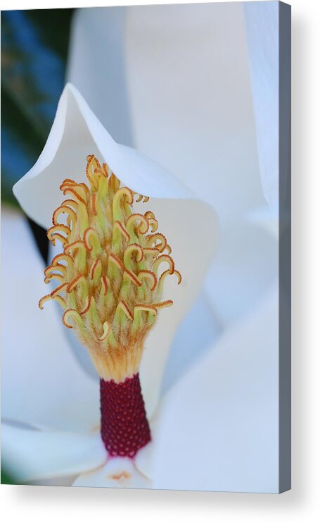 Flower Acrylic Print featuring the photograph Magnolia Blossom 1 by Amy Fose