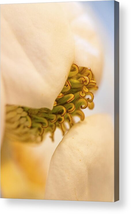 Magnolia Acrylic Print featuring the photograph Magnolia by Vanessa Thomas