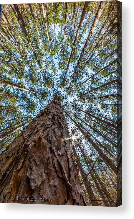 Forest Acrylic Print featuring the photograph Majestic Spiers by Brad Bellisle