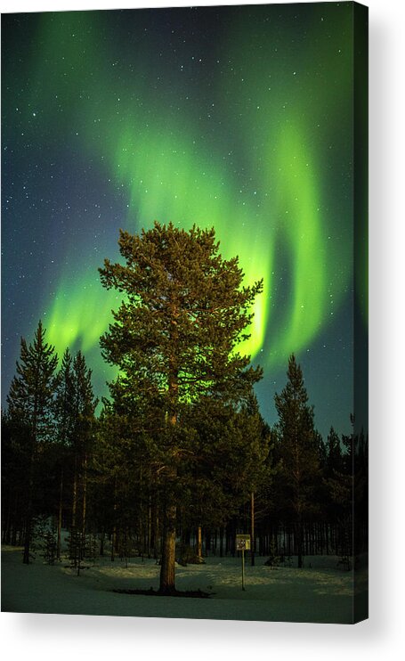 Landscape Acrylic Print featuring the photograph Majestic Tree Under the Northern Lights Karasjok Norway by Adam Rainoff