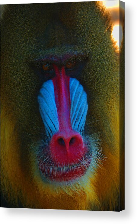 Mandrill Acrylic Print featuring the photograph Male Mandrill by Richard Henne