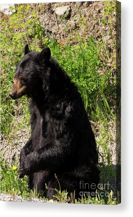 Black Acrylic Print featuring the photograph Mama Black Bear by Louise Magno