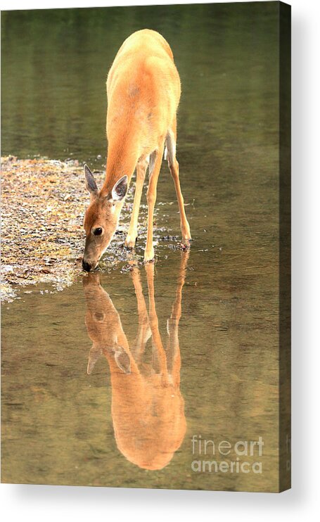 Deer Acrylic Print featuring the photograph Deer Reflections by Adam Jewell