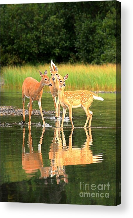 Deer Acrylic Print featuring the photograph Many Glacier Family Portrait by Adam Jewell