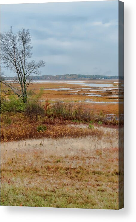 Maine Lobster Boats Acrylic Print featuring the photograph Marsh And Tree by Tom Singleton