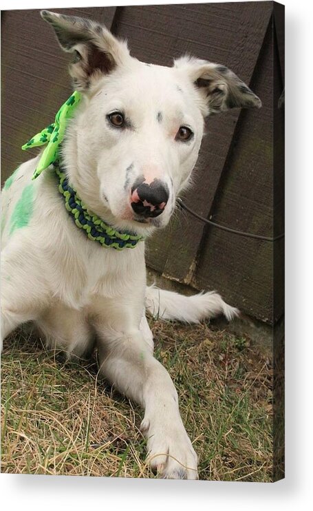 Max The Border Collie Acrylic Print featuring the photograph Max in March by Patricia Olson