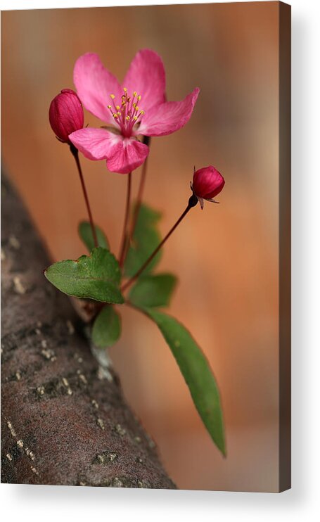 Crabapple Acrylic Print featuring the photograph Me and my Buds 2 by Mary Bedy