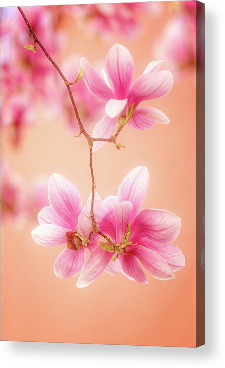 Flowers Acrylic Print featuring the photograph Melodies Of Spring by Philippe Sainte-Laudy