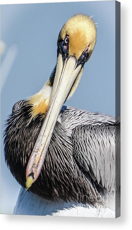 Pelican Acrylic Print featuring the photograph Mesmerized by Lisa Kilby