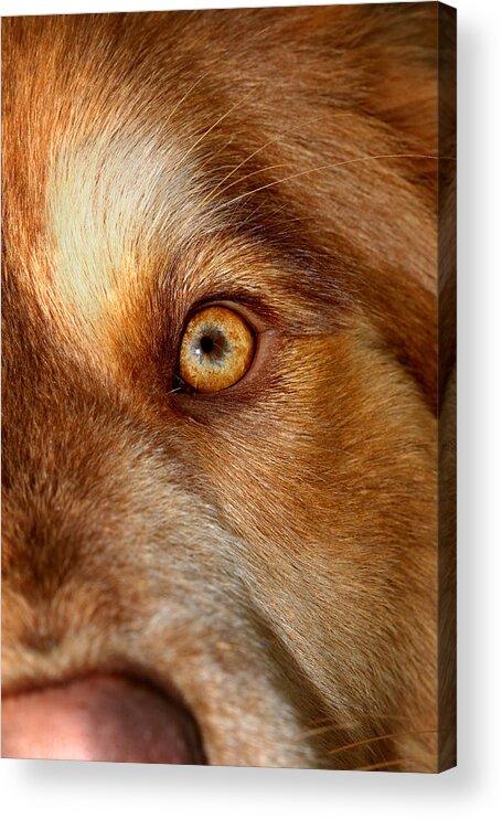 Eye Acrylic Print featuring the photograph Mesmerizing Golden Eye Of Dog by Tracie Schiebel