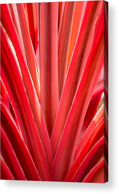 Plants Acrylic Print featuring the photograph Middle Man by Derek Dean