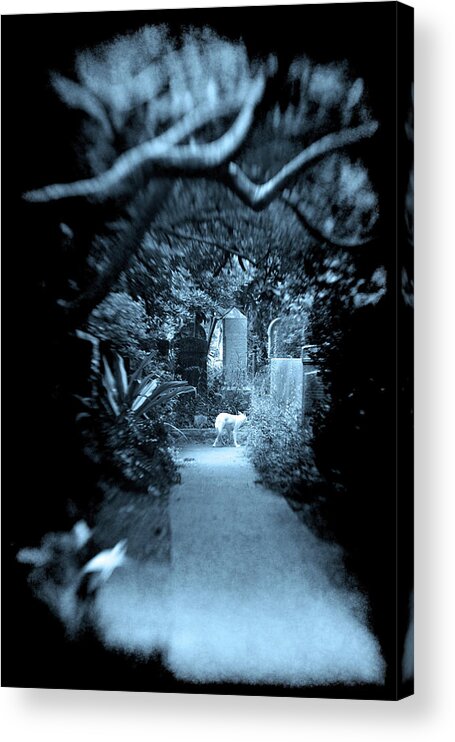 White Wolf Graveyard Overhanging Trees Oak Live Overgrown Blue Cyan Midnight Animal Mysterious Haunted Haunting Tombstones Graves Gravestones Path Selected Focus Scary Dark Acrylic Print featuring the photograph Midnight Wolf in the Cemetery by Jennifer Wright