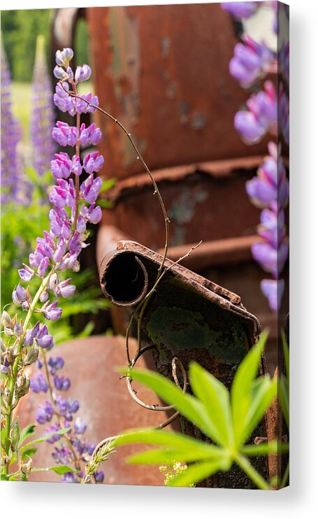 Maine Acrylic Print featuring the photograph Mimicry by Holly Ross