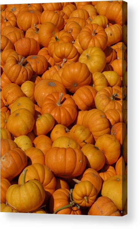 Orange Acrylic Print featuring the photograph Mini Pumpkins by Jeff Floyd