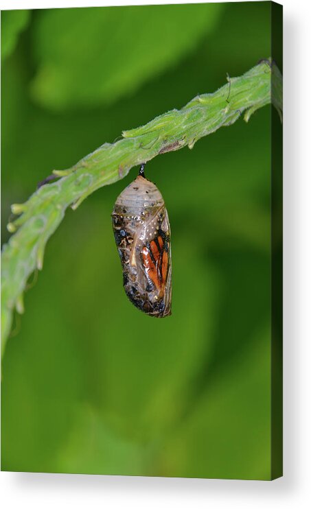 Chrysalis.butterfly Acrylic Print featuring the photograph Monarch Butterfly Chrysalis Showing a Wing by Artful Imagery