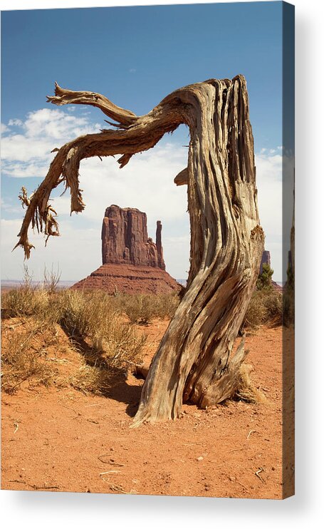 Butte Acrylic Print featuring the photograph Monument Valley Desert Tree by Mike Irwin