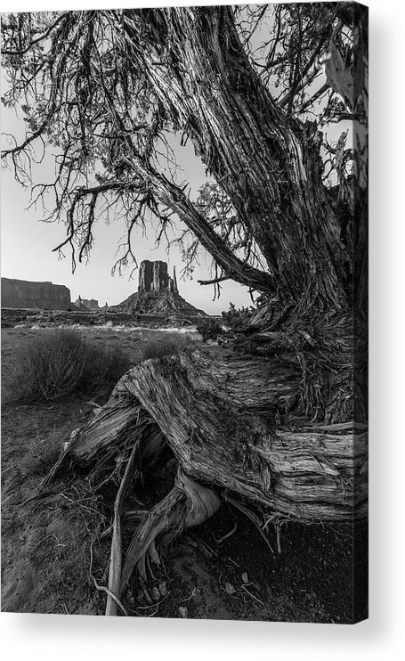 American Out West Acrylic Print featuring the photograph Monument Valley Looking through the Tree 2 by John McGraw