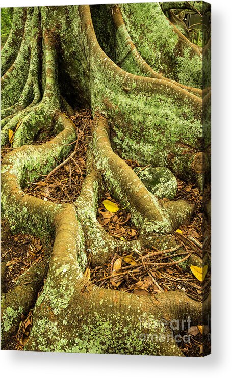 Tree Acrylic Print featuring the photograph Moreton Bay Fig by Werner Padarin