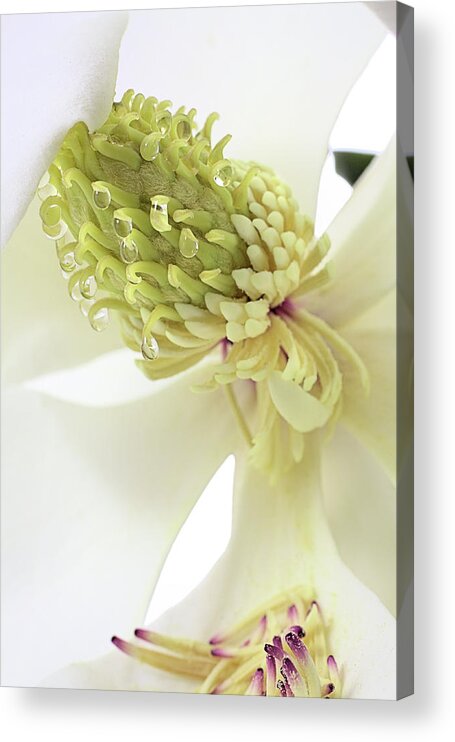 Magnolia Grandiflora Acrylic Print featuring the photograph Morning Dew on The Magnolia by JC Findley