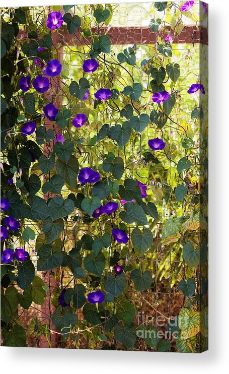 Purple Acrylic Print featuring the photograph Morning Glories by Margie Hurwich