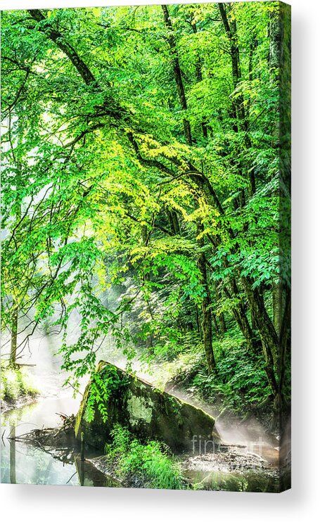 Spring Acrylic Print featuring the photograph Morning Light in the Forest by Thomas R Fletcher