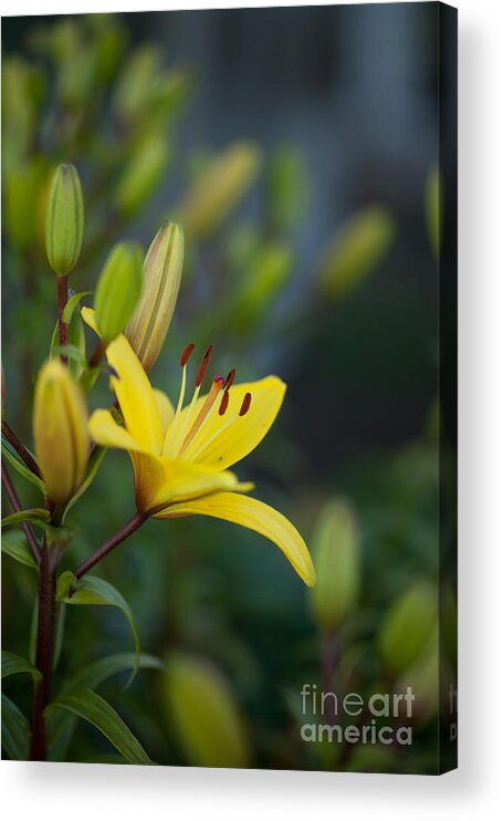 Lily Acrylic Print featuring the photograph Morning Lily by Mike Reid