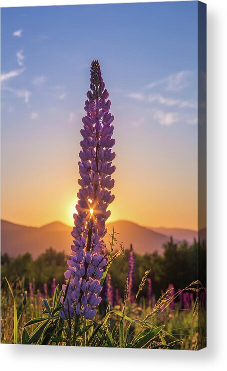 Morning Acrylic Print featuring the photograph Morning on the Bloom by White Mountain Images