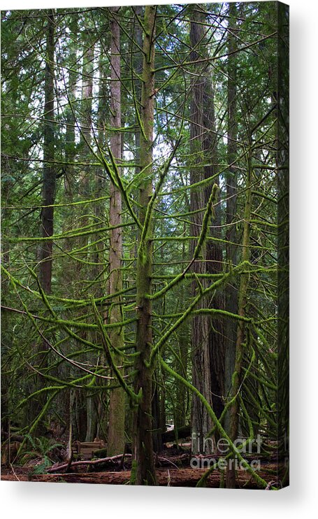 Ent Acrylic Print featuring the photograph Moss Covered Tree by Donna L Munro