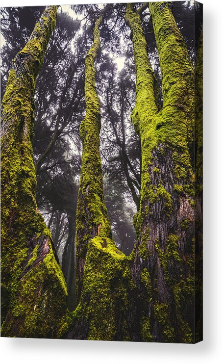 Tree Acrylic Print featuring the photograph Moss Covered Tree by Marco Oliveira