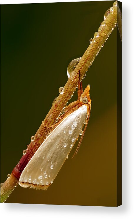 Macro Acrylic Print featuring the photograph Mother-of-Peal Moth by Robert Charity