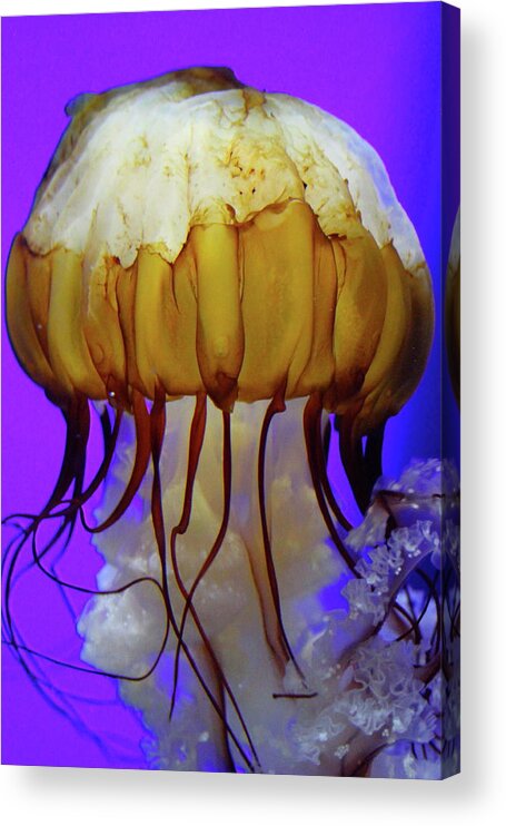 Jelly Acrylic Print featuring the photograph Motion in Reds And Oranges by Laddie Halupa
