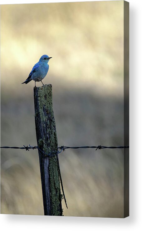 Apache-sitgreaves Nf Acrylic Print featuring the photograph Mountain Bluebird on Wood Fence Post by Mary Lee Dereske