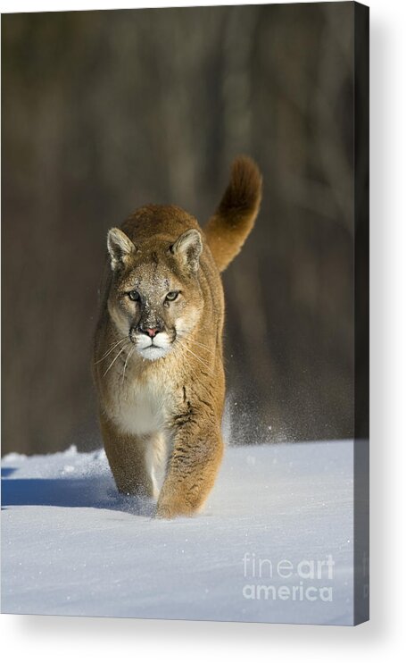 Mountain Lion Acrylic Print featuring the photograph Mountain Lion by Jean-Louis Klein & Marie-Luce Hubert