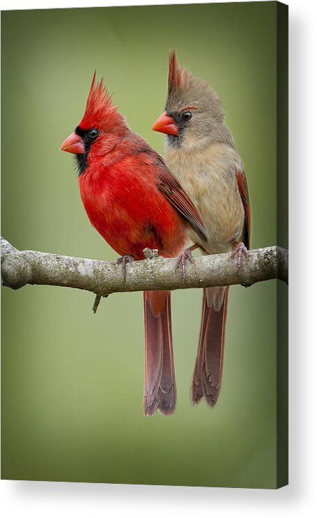 Northern Cardinal Pair Acrylic Print featuring the photograph Mr. and Mrs. Northern Cardinal by Bonnie Barry