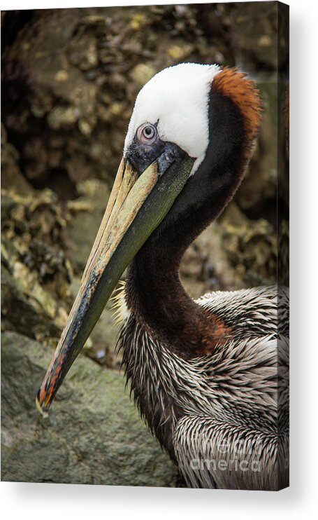 2016 Acrylic Print featuring the photograph Mr. Cool Wildlife Art by Kaylyn Franks by Kaylyn Franks