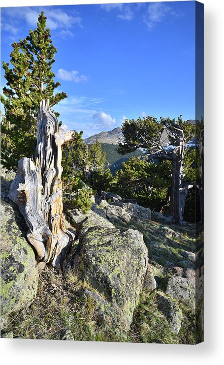 Mount Goliath Natural Area Acrylic Print featuring the photograph Mt. Evans Bristlecones by Ray Mathis