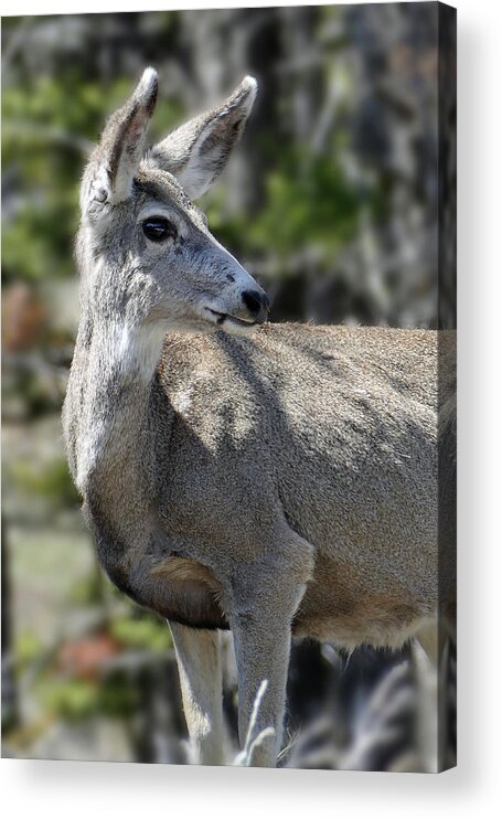 Mule Deer Acrylic Print featuring the photograph Mule Deer 5 by JustJeffAz Photography