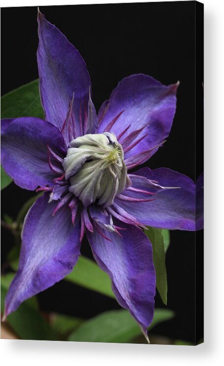 Abundant Acrylic Print featuring the photograph Multi Blue Clematis by Tammy Pool