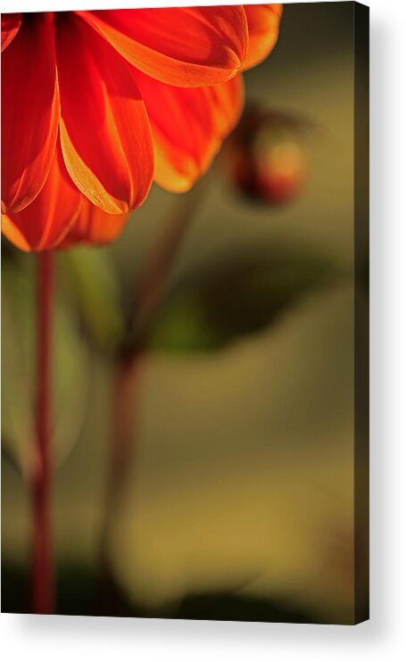 Flower Acrylic Print featuring the photograph Mum and Me by Bob Cournoyer