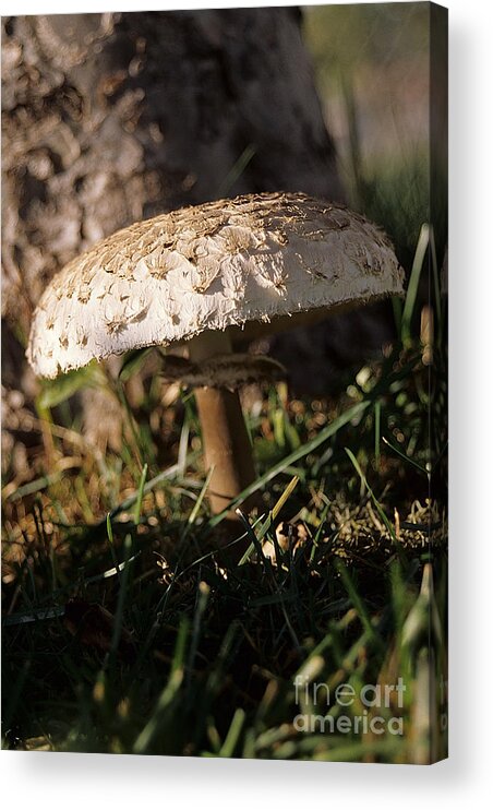 Mushroom Acrylic Print featuring the photograph Mushroom I by Sharon Elliott