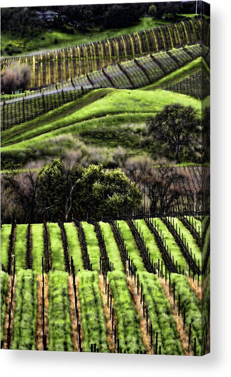Wine Acrylic Print featuring the photograph Napa Vineyards by Chuck Kuhn