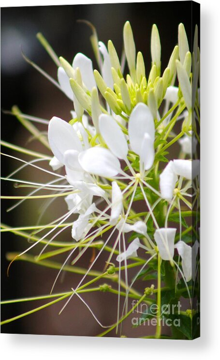 White Acrylic Print featuring the photograph Nature's Beauty 17 by Deena Withycombe