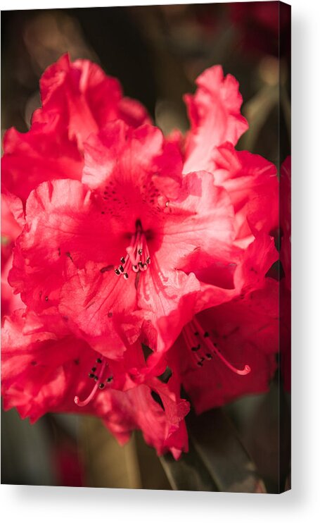 Bellingham Acrylic Print featuring the photograph Nature's Jewelry by Judy Wright Lott