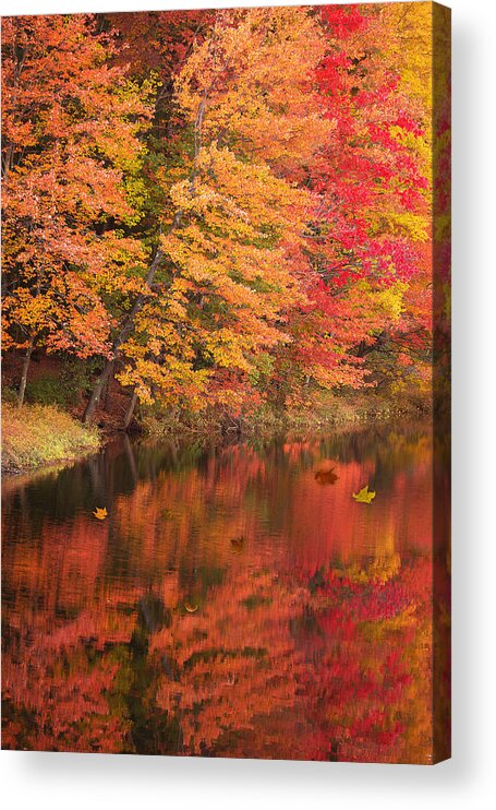2015 Acrylic Print featuring the photograph Natures Peace by Brenda Giasson
