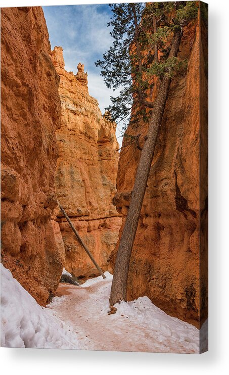 Bryce Canyon National Park Acrylic Print featuring the photograph Navajo Trail Tree by Greg Nyquist