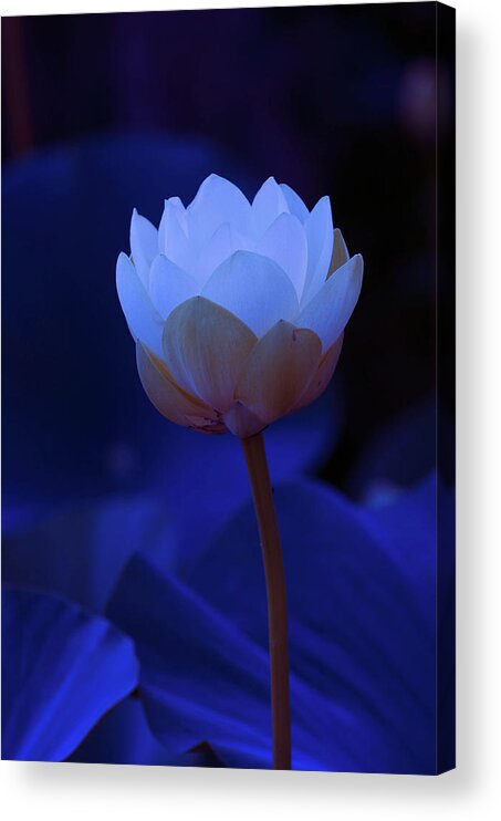 Lotus Blooms Wildflowers Acrylic Print featuring the photograph Neon Lotus by Carolyn D'Alessandro