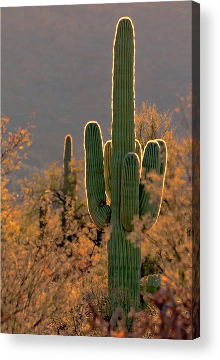 Cactus Acrylic Print featuring the photograph Neon Saguaro #2 by Susan Rissi Tregoning