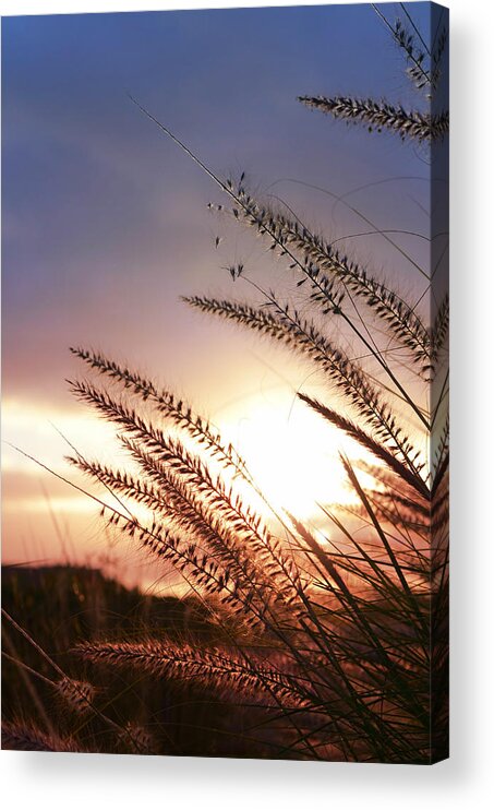 Beach Acrylic Print featuring the photograph New Day by Laura Fasulo