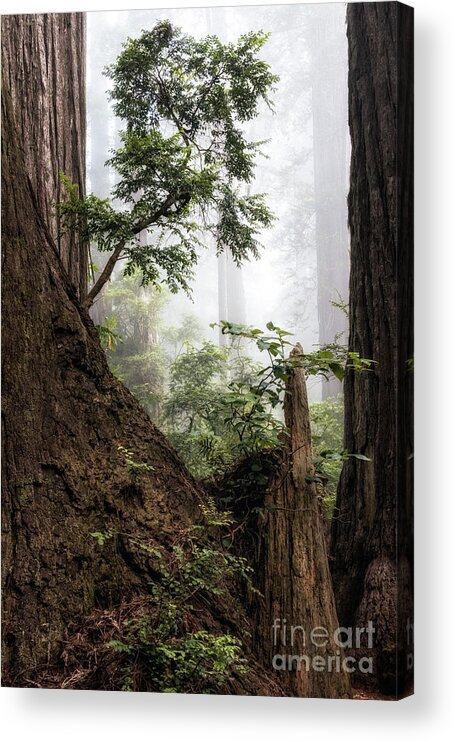 Afternoon Acrylic Print featuring the photograph New Growth At Last Chance by Al Andersen