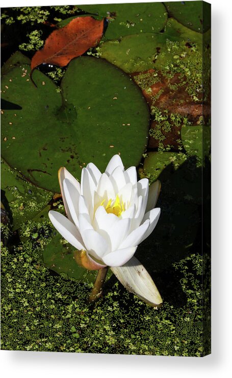 Lily Acrylic Print featuring the photograph Next to You by Juergen Roth